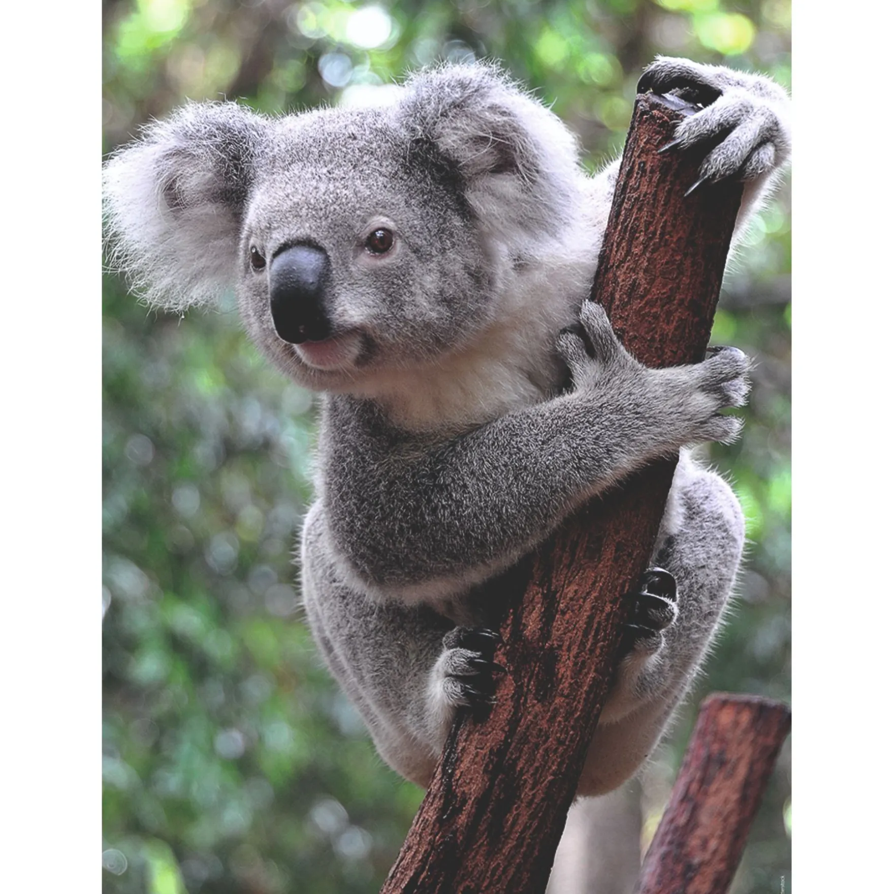 Ravensburger puzzel panda en koala 2 x 500 stukjes