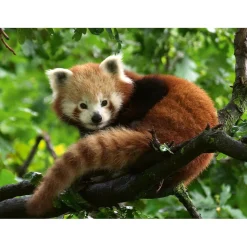 Ravensburger Puzzel schattige rode panda 500 stukjes